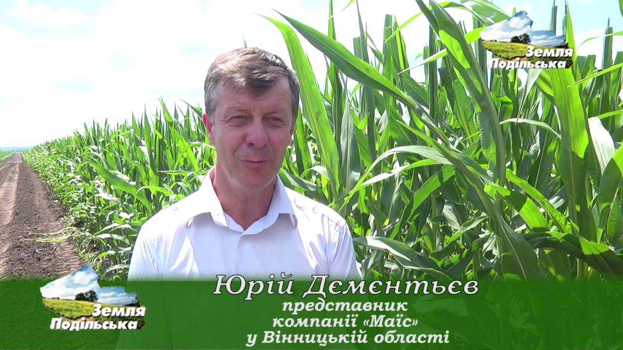Вирощування насіння кукурудзи (