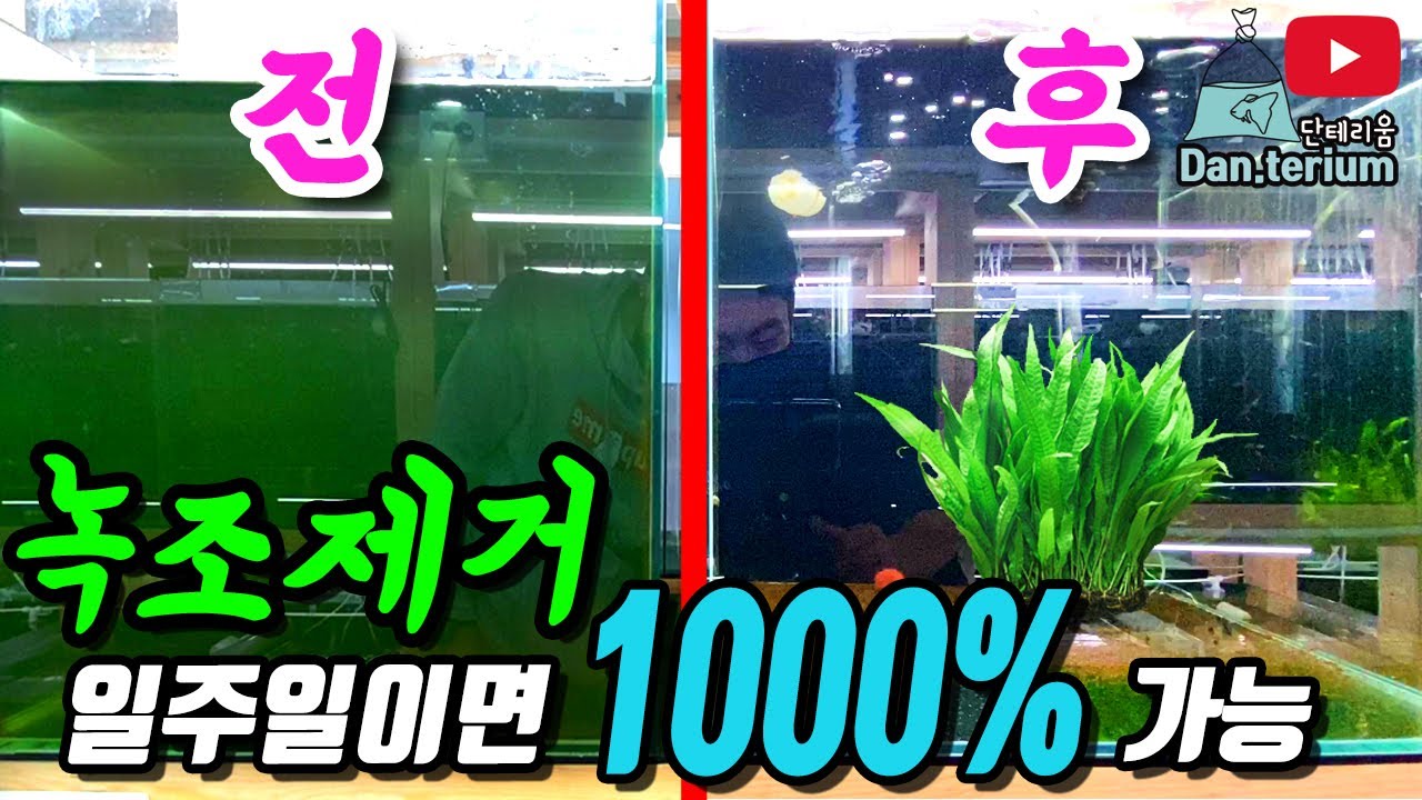 녹조제거제없이 1000% 크리스탈어항 만드는방법! 녹조어항 고민끝