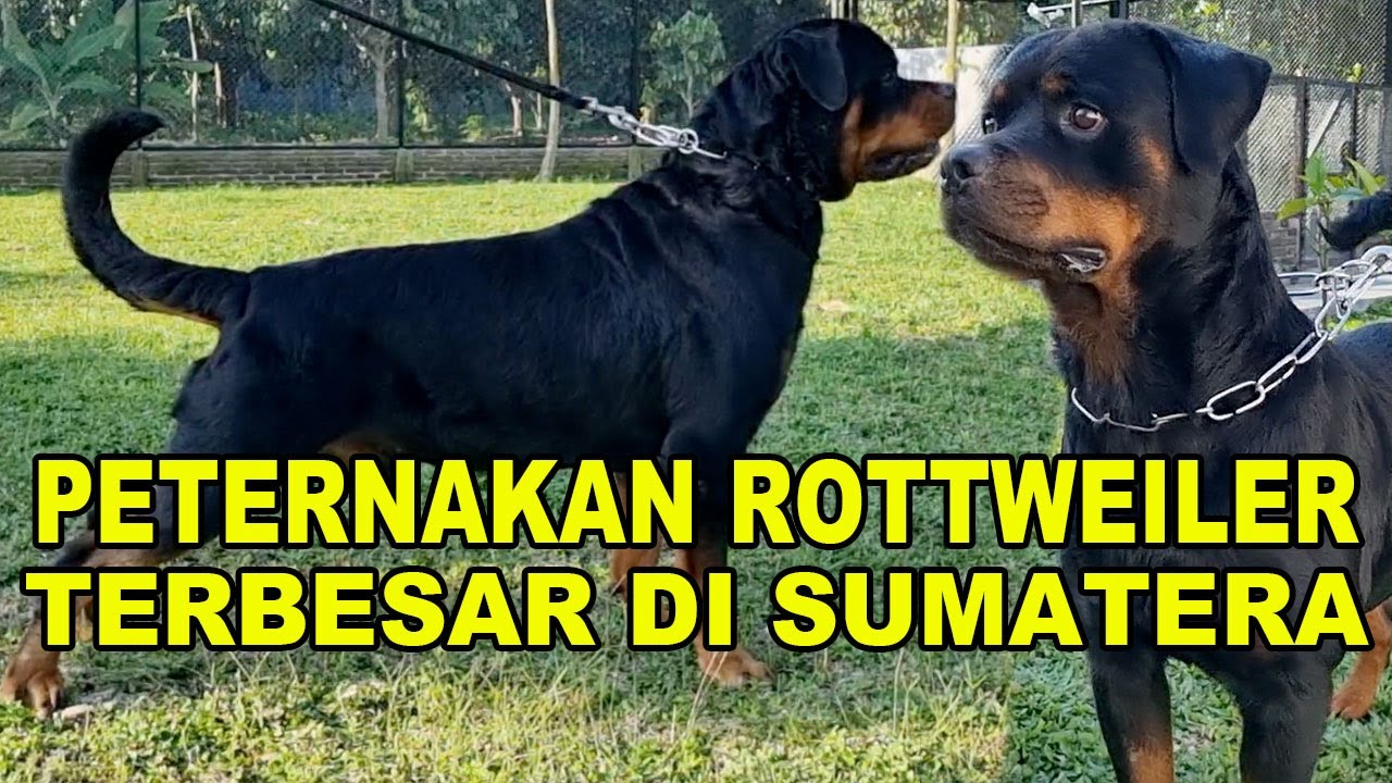PETERNAKAN ANJING ROTTWEILER TERBESAR DI SUMATERA