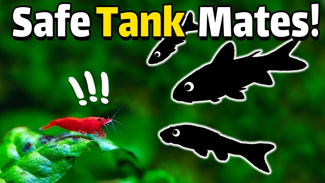 Top 10 Tank Mates for Cherry Shrimp You Need to Try!