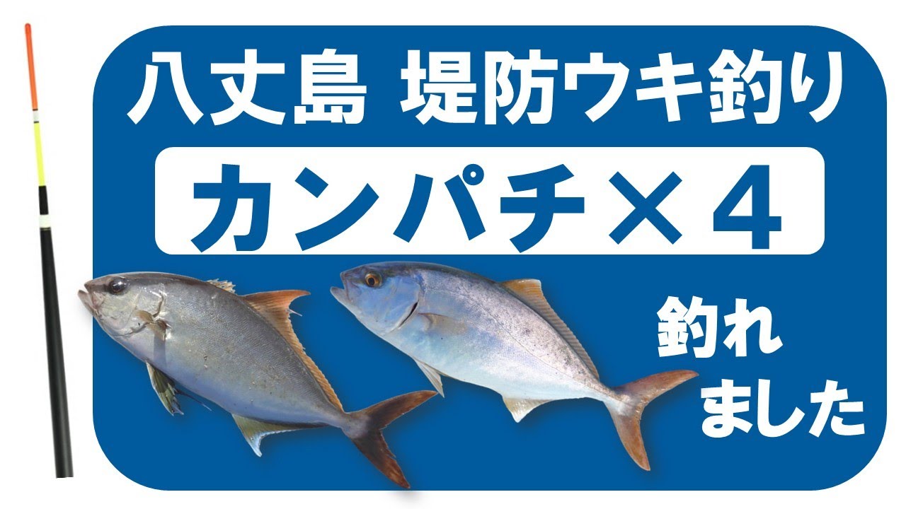 八丈島堤防ウキ釣り、カンパチ４尾釣れました