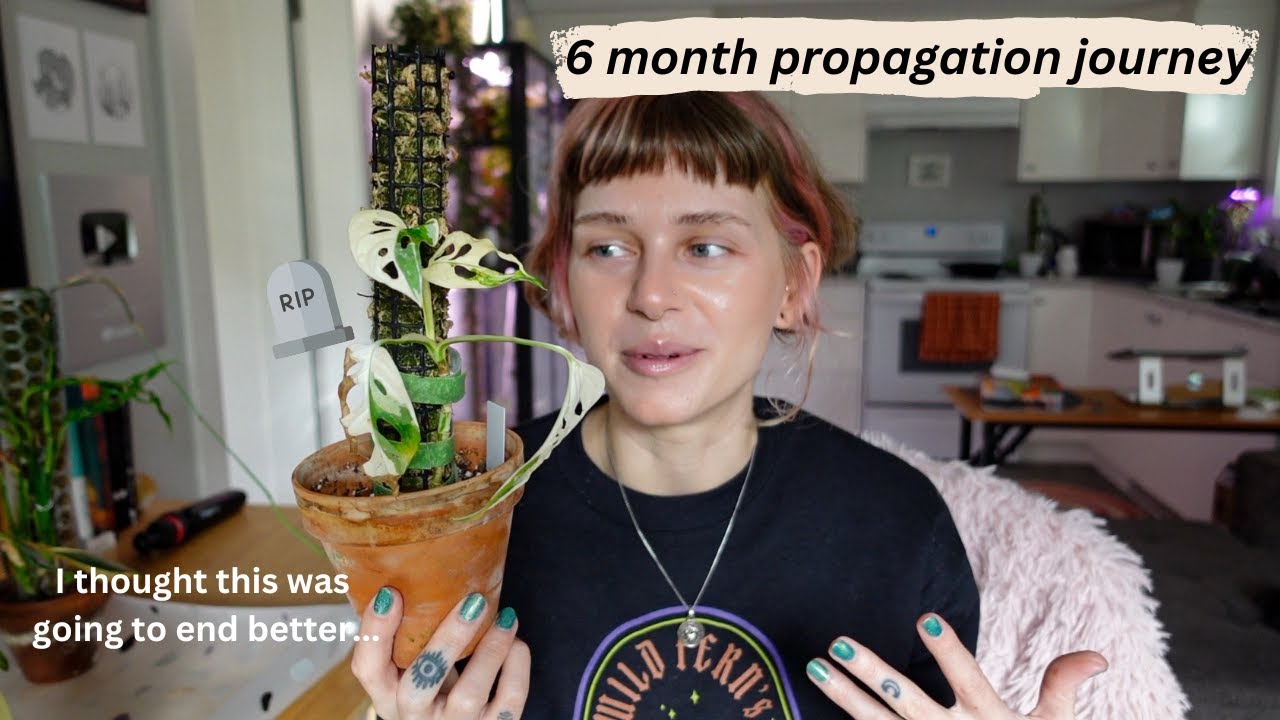 I chopped my rare plants and they 💀 florida beauty, variegated adansonii, + monstera obliqua!