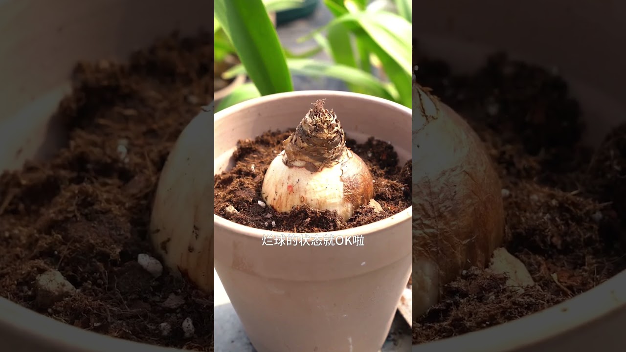 老王朱顶红种植小课堂，10个新手常遇到问题总结！ #种植 #园艺 #植物