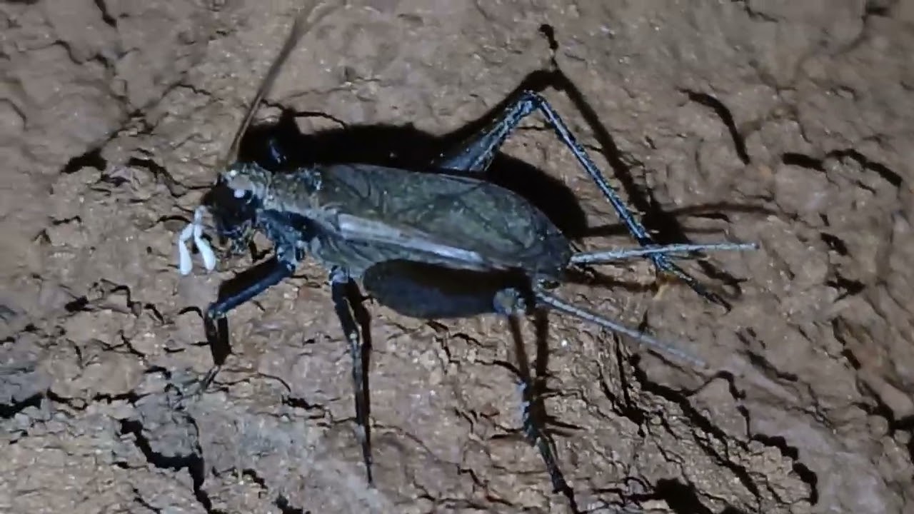 Grilo cavernícola (família Rhaphidophoridae),