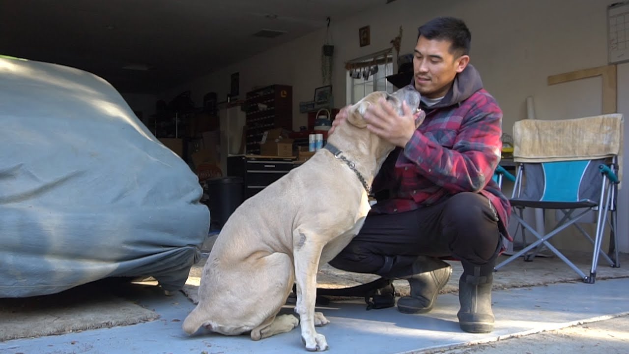 Caring for a dog with FCE (spinal stroke) | Jan 22, 2022