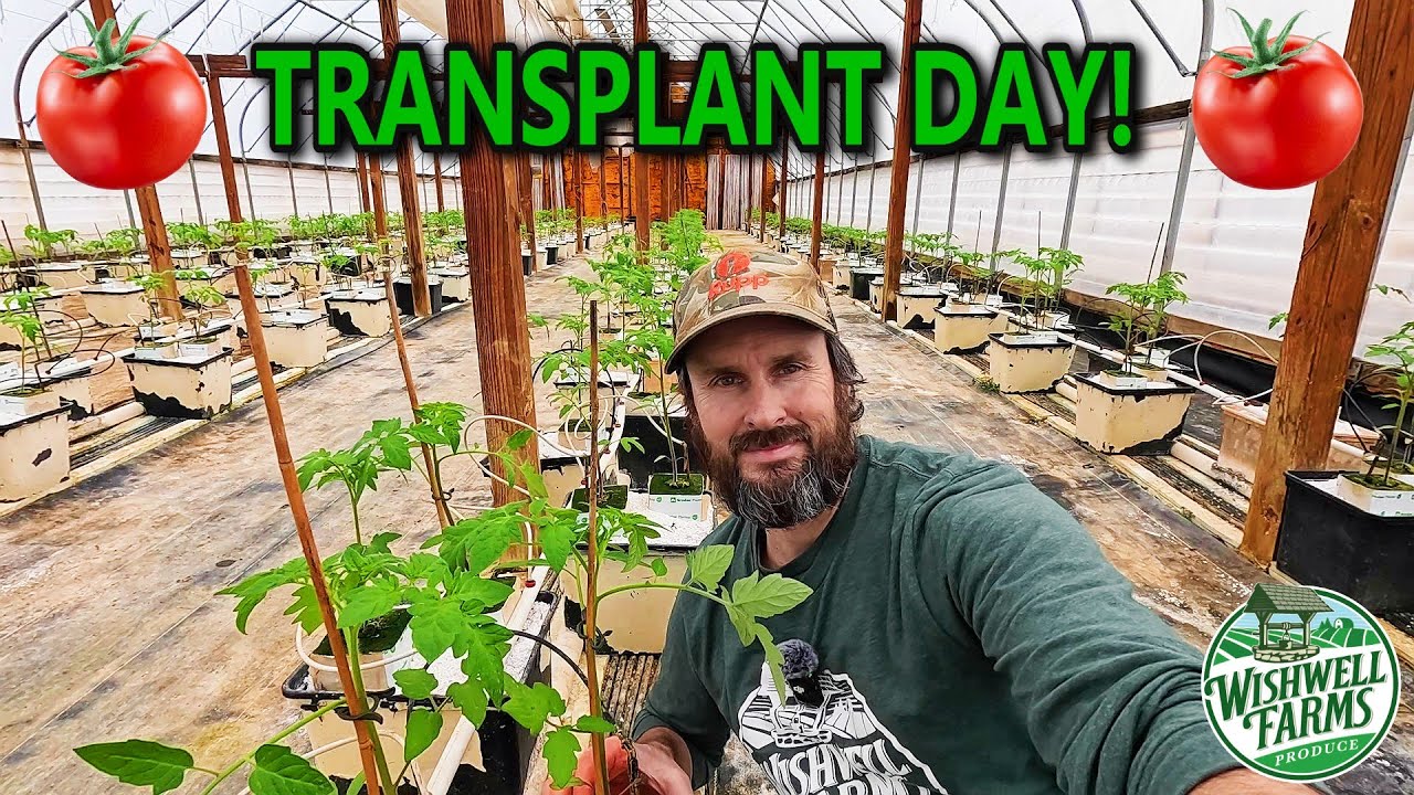 2025's FIRST Greenhouse Tomato Planting is a SUCCESS!