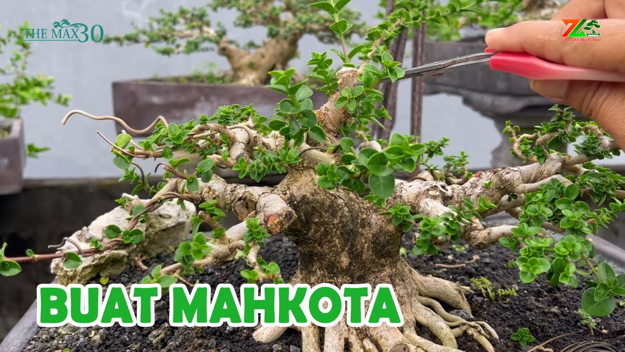 BAGIAMANA CARA MEMBUAT MAHKOTA PADA BONSAI ?
