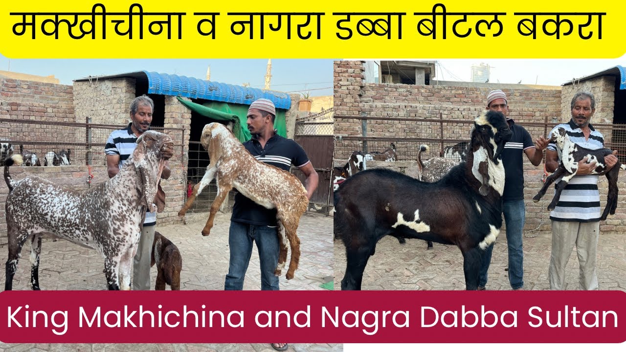 किंग मक्खीचीना व सुल्तान नागरे डब्बे बकरे किड्स Ak Goat Farm #goats #goatfarm 