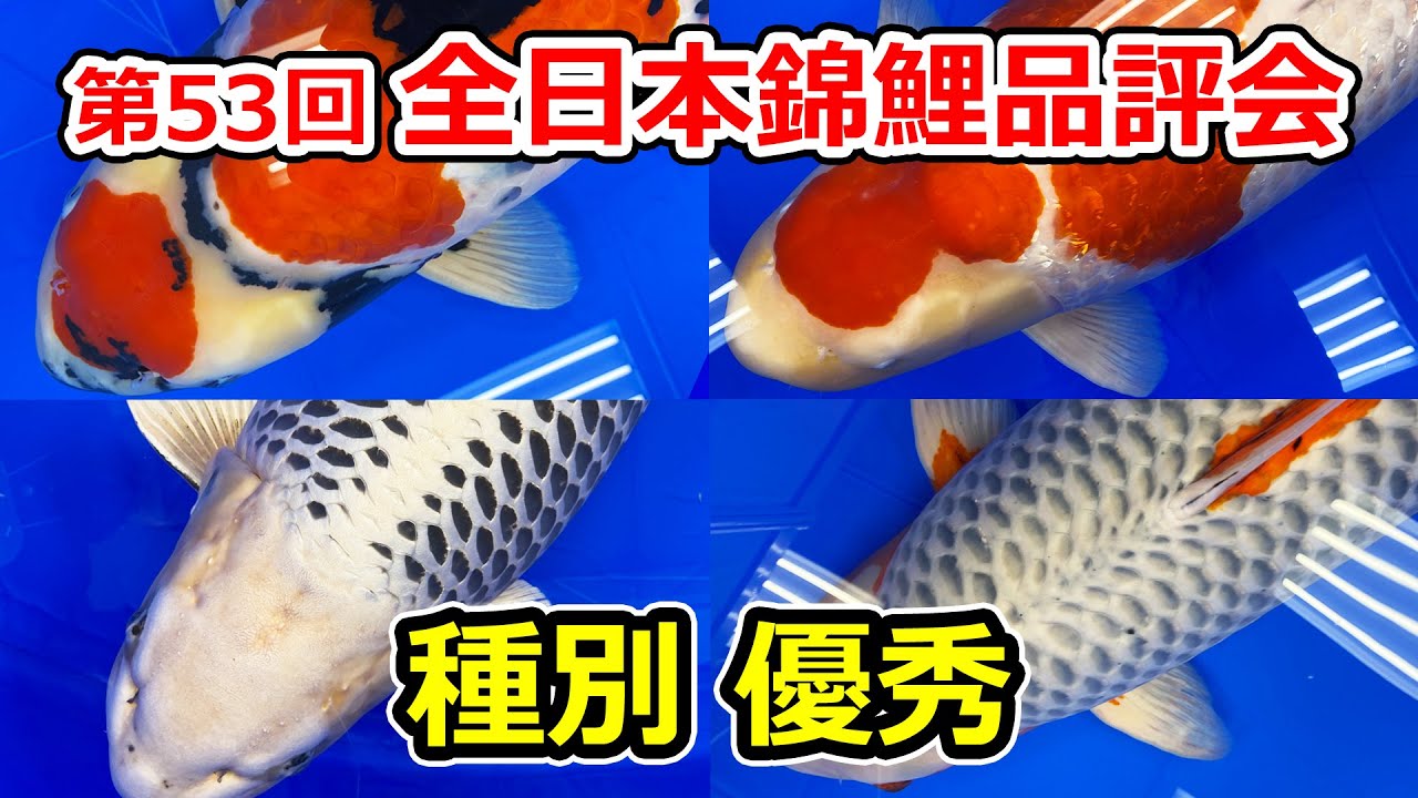 【種別優秀賞】第53回全日本総合錦鯉品評会2023