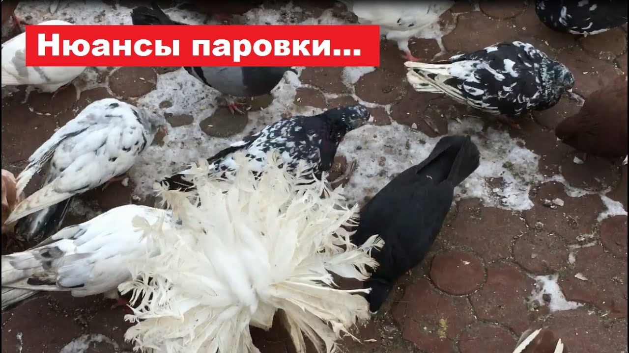 Как правильно спаровать, чтобы было меньше брака.....