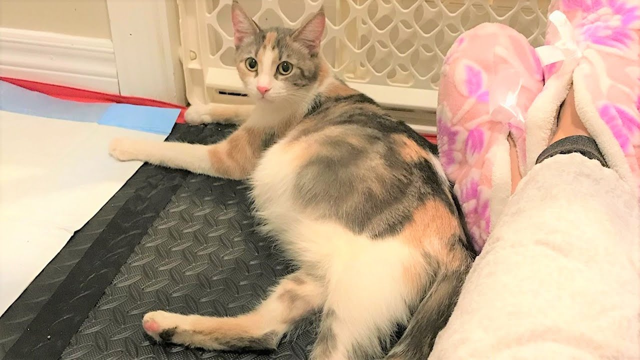 picked up outside alone and very pregnant