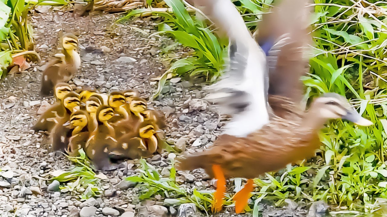 Когда утка-мать вернулась, ее птенцов уже не было🐤