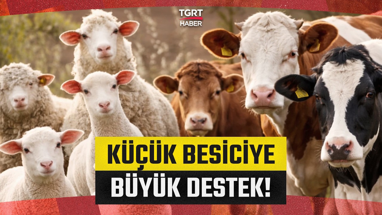 Hayvancılığa Dev Destek Projesi: K&uuml;&ccedil;&uuml;k Besiciye 108 Bin Hayvan Verilecek - TGRT Haber