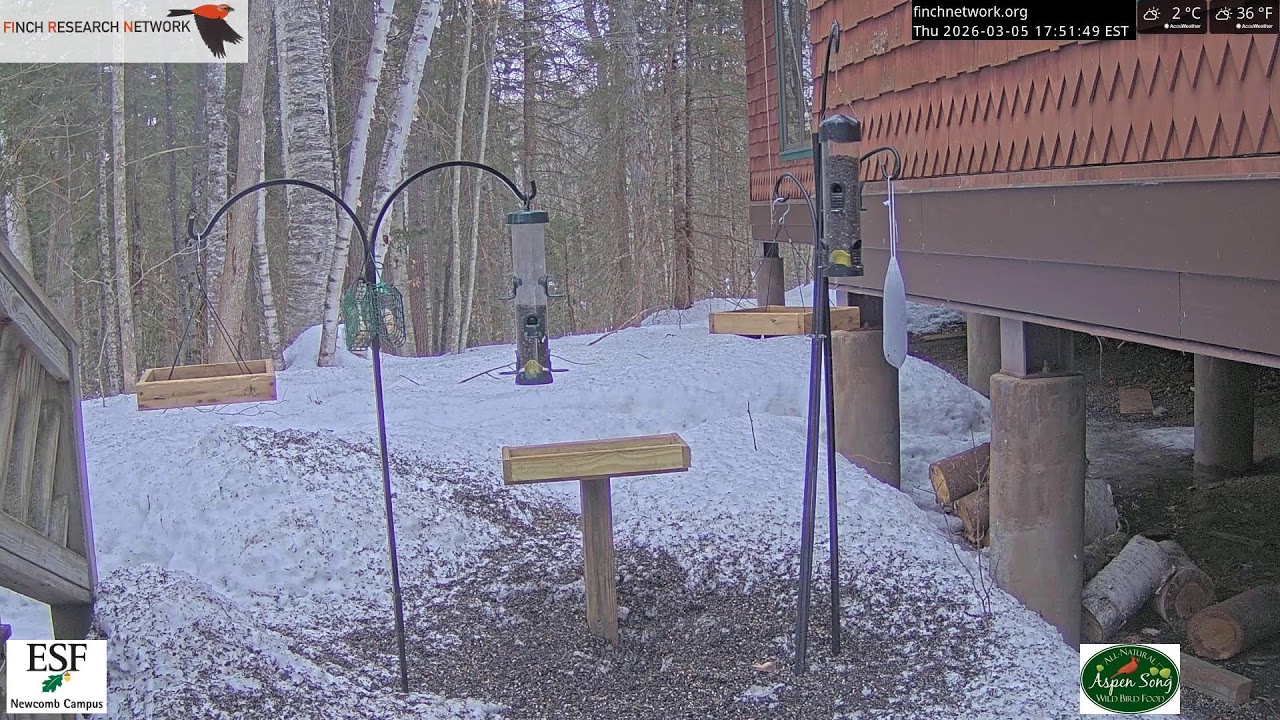 2026-03-05 - Adirondack Interpretive Center - Newcomb, NY - Live Stream Bird Feeder Cam