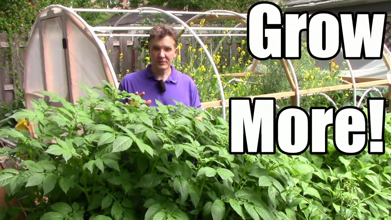 Food Abundance in May (Zone 5): Spring Planting Ends & Succession Planting Begins