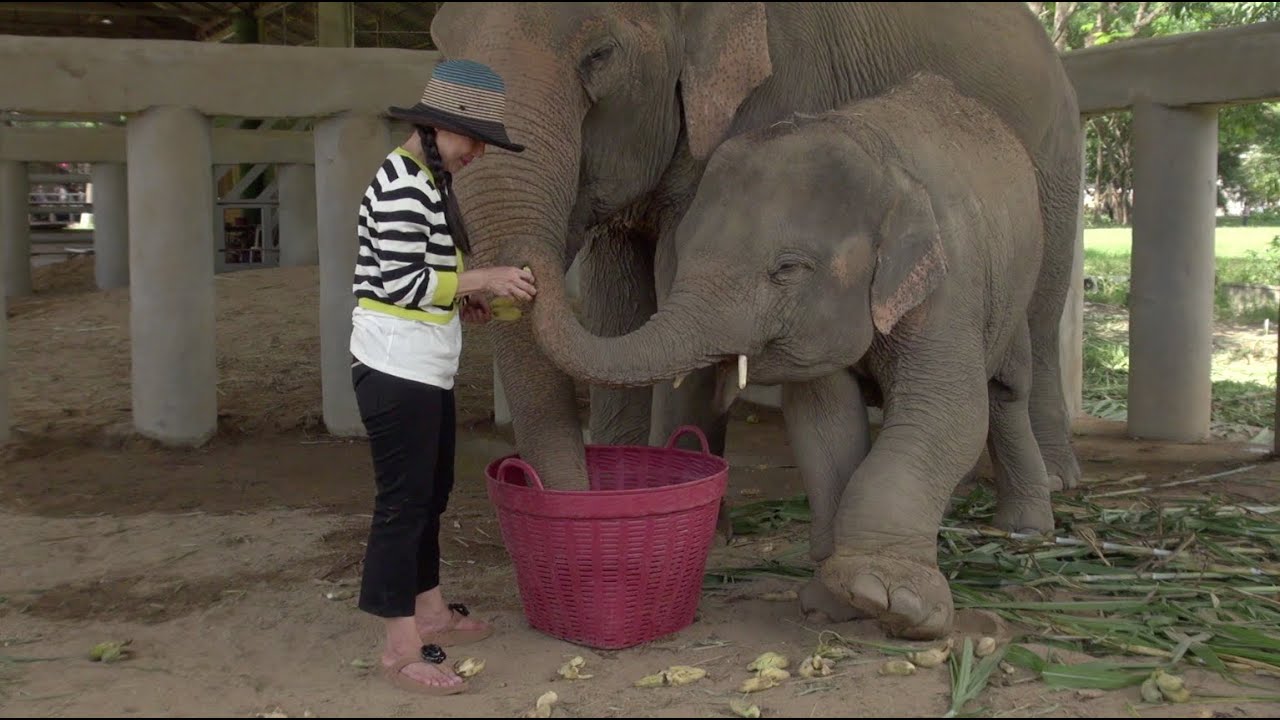 Roam free elephant