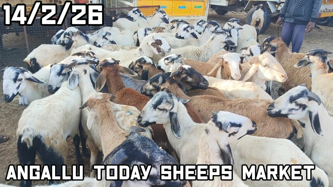 Angallu Sheeps Marketing 🐏 Today 