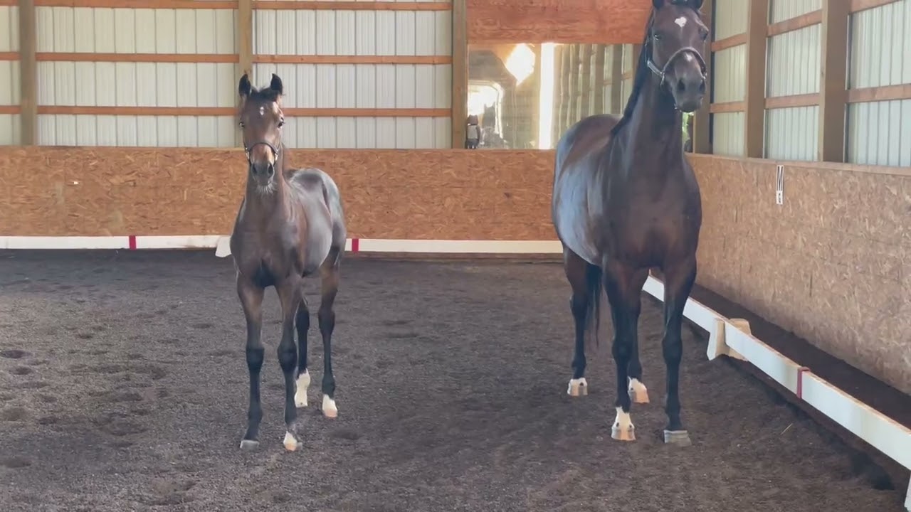 Dion MPT 2024 Gold Medal Filly