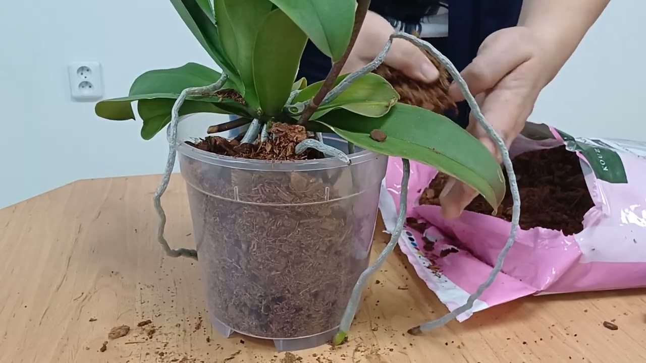 Spr&aacute;vn&eacute; přesazen&iacute; orchidej&iacute;