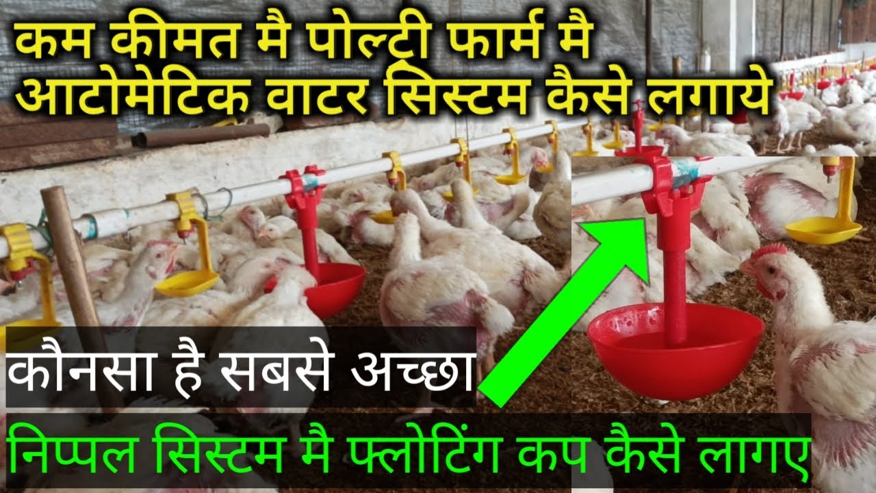 Nipple Drinker System With Floating Cup. जानिए कम लागत मै कौसे तयार करे | Poultry Water Management