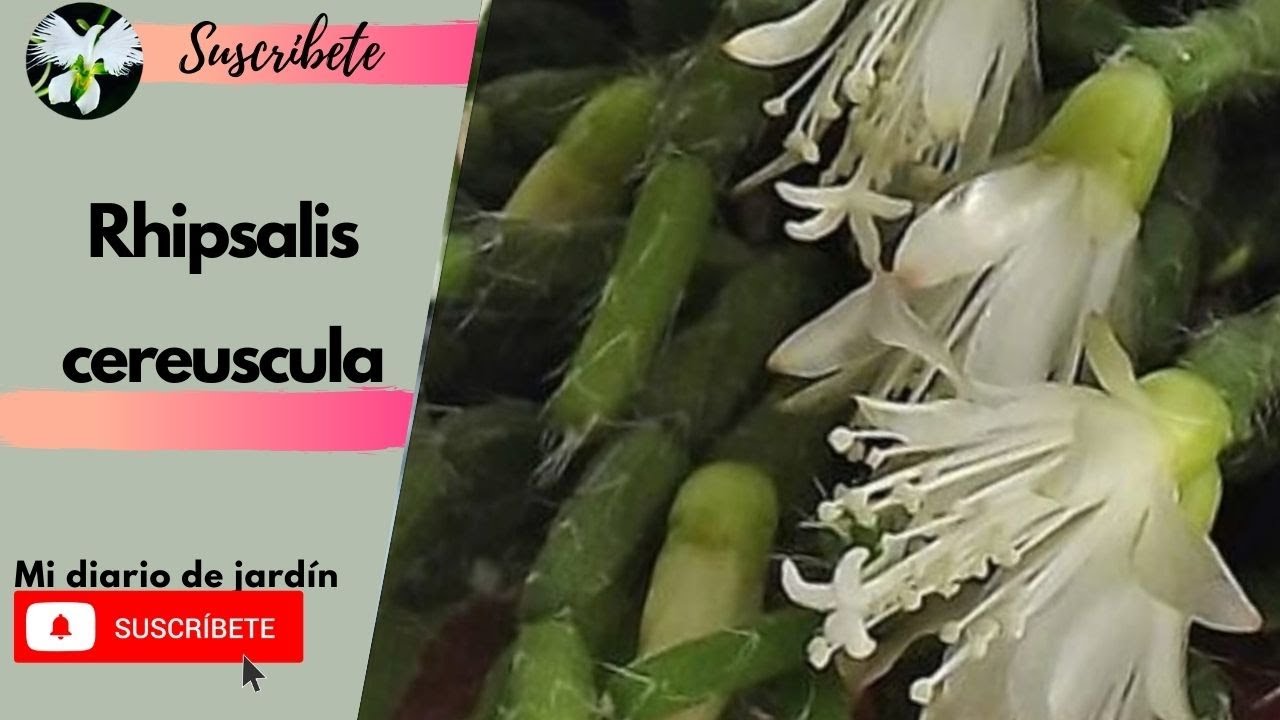 cactus Rhipsalis cereuscula, planta colgante, mi diario de jardin
