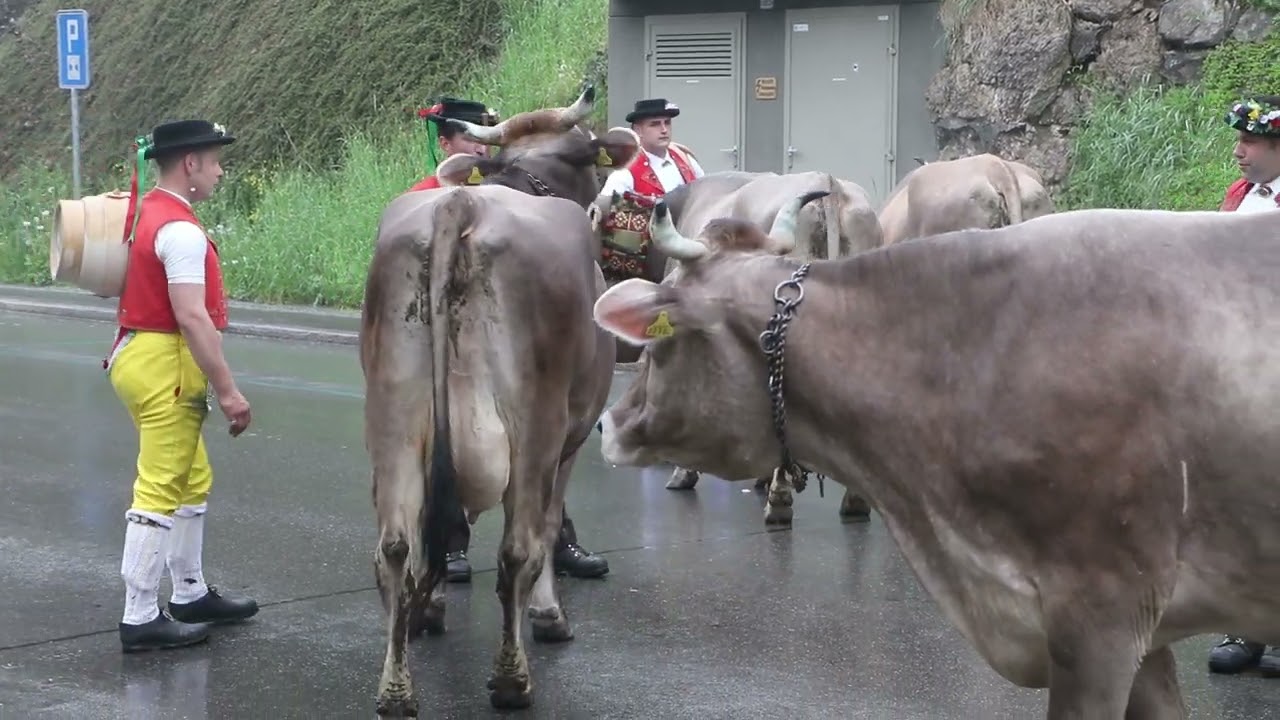 Alpfahrt Urn&auml;sch, &Ouml;berefahre Mai 2023 (Swiss Tradition)
