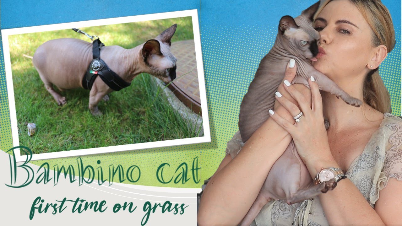 Bambino Cat - not happy outside