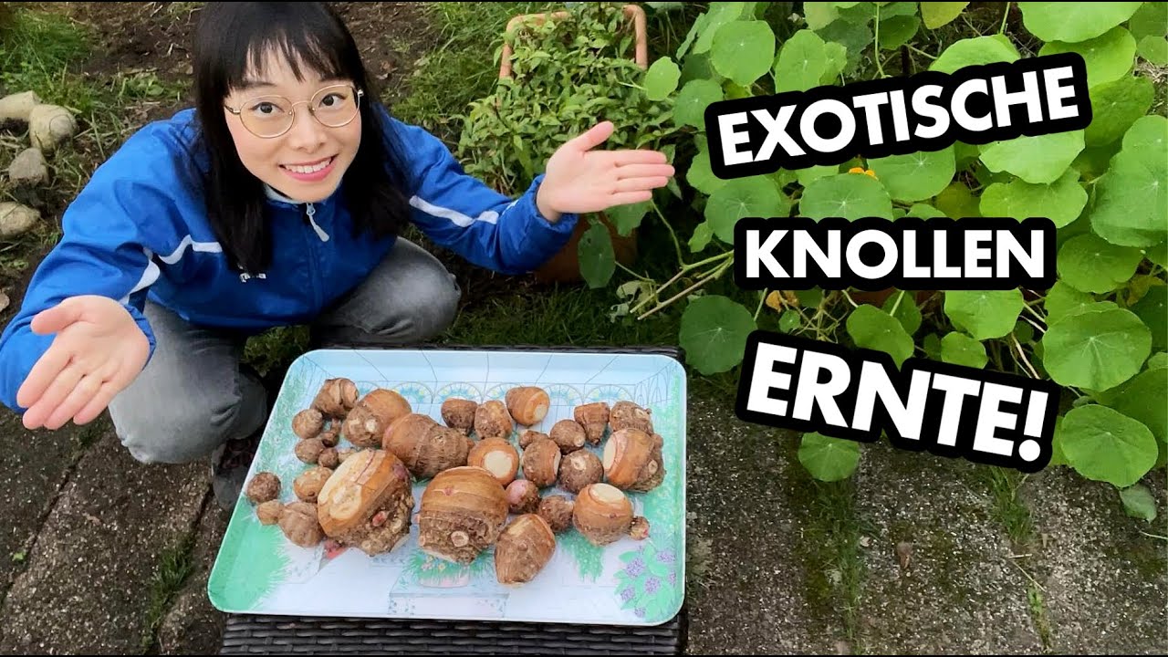 TARO Verwandte Knolle in Deutschland anbauen?
