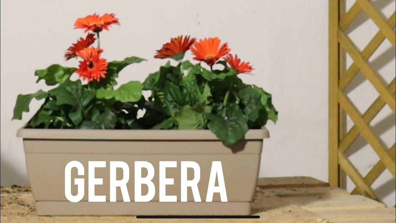 Trapianto le GERBERE - Come farlo e dove metterle sul balcone