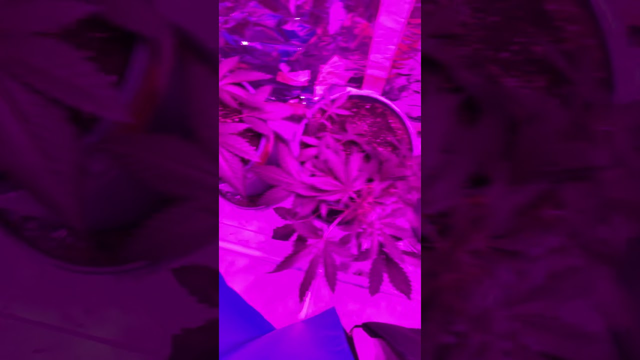 Seguimiento de blue cheese y Lemon shining silver haze con poda fim/ autom&aacute;tica white whidow