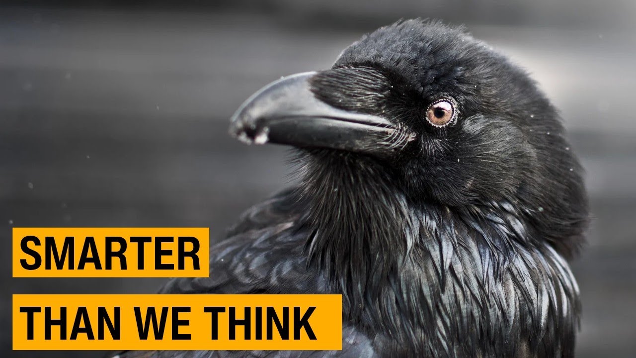 The Raven: Intelligence, Memory, and the Bird That Watches Humanity