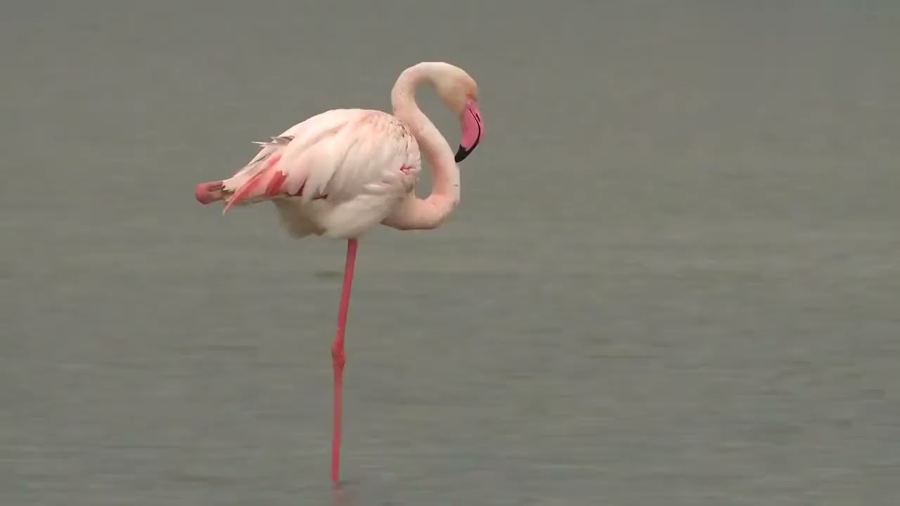 Greater Flamingo (Phoenicopterus roseus) lovely video 🥰 😍