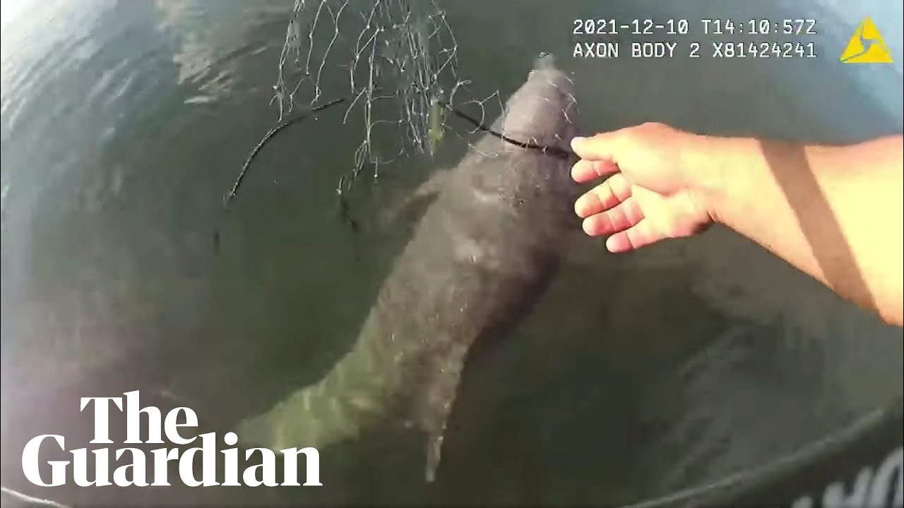 Miami police officer rescues dolphin tangled in fishing net: 'I got you buddy'