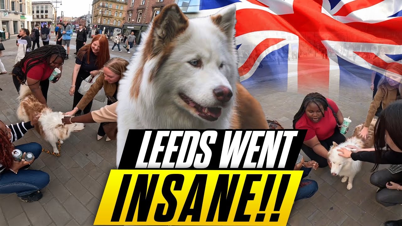 Я взял своего хаски в Лидс, и люди СОШЛИ С УМА!! 🐶🔥