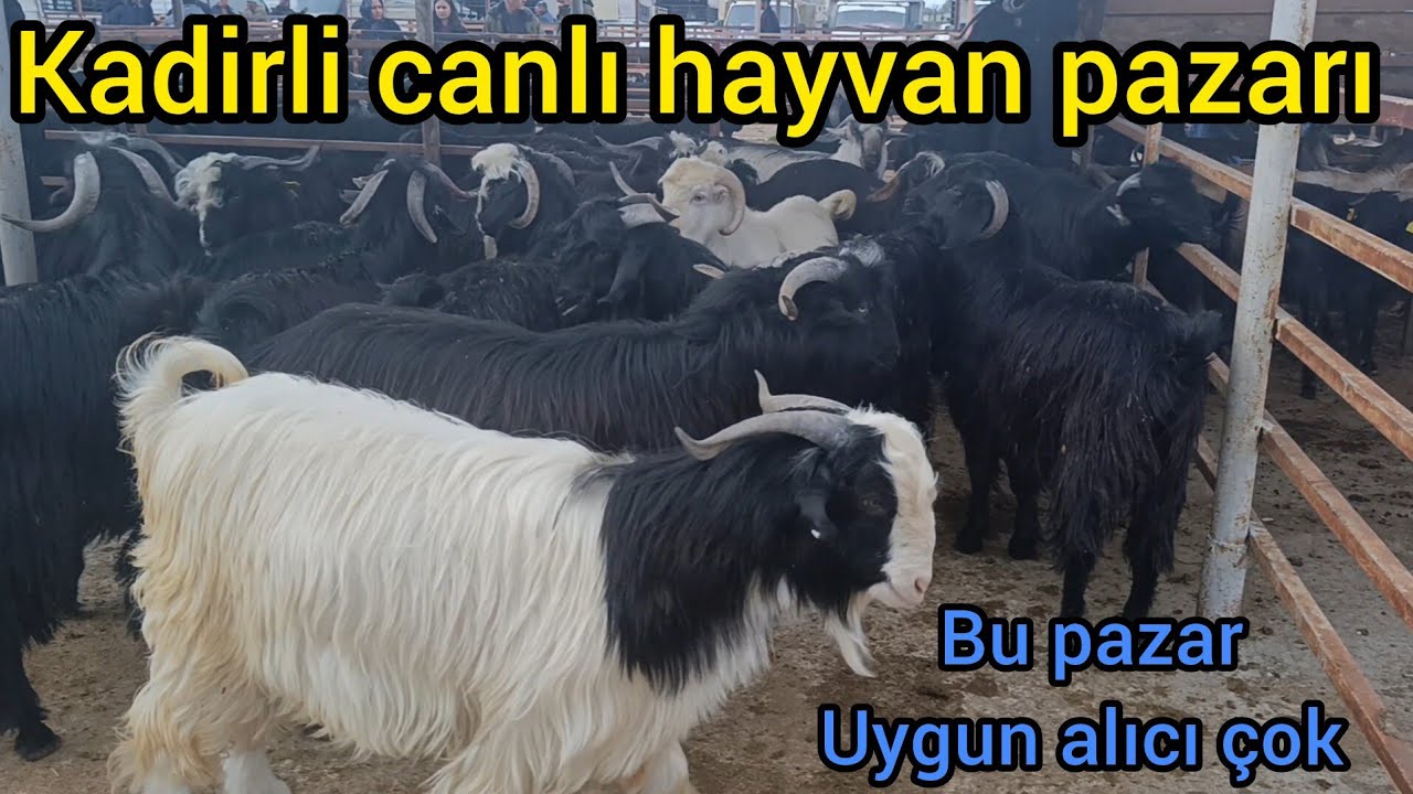 Kadirli canlı hayvan pazarı. 19 mart perşembe 