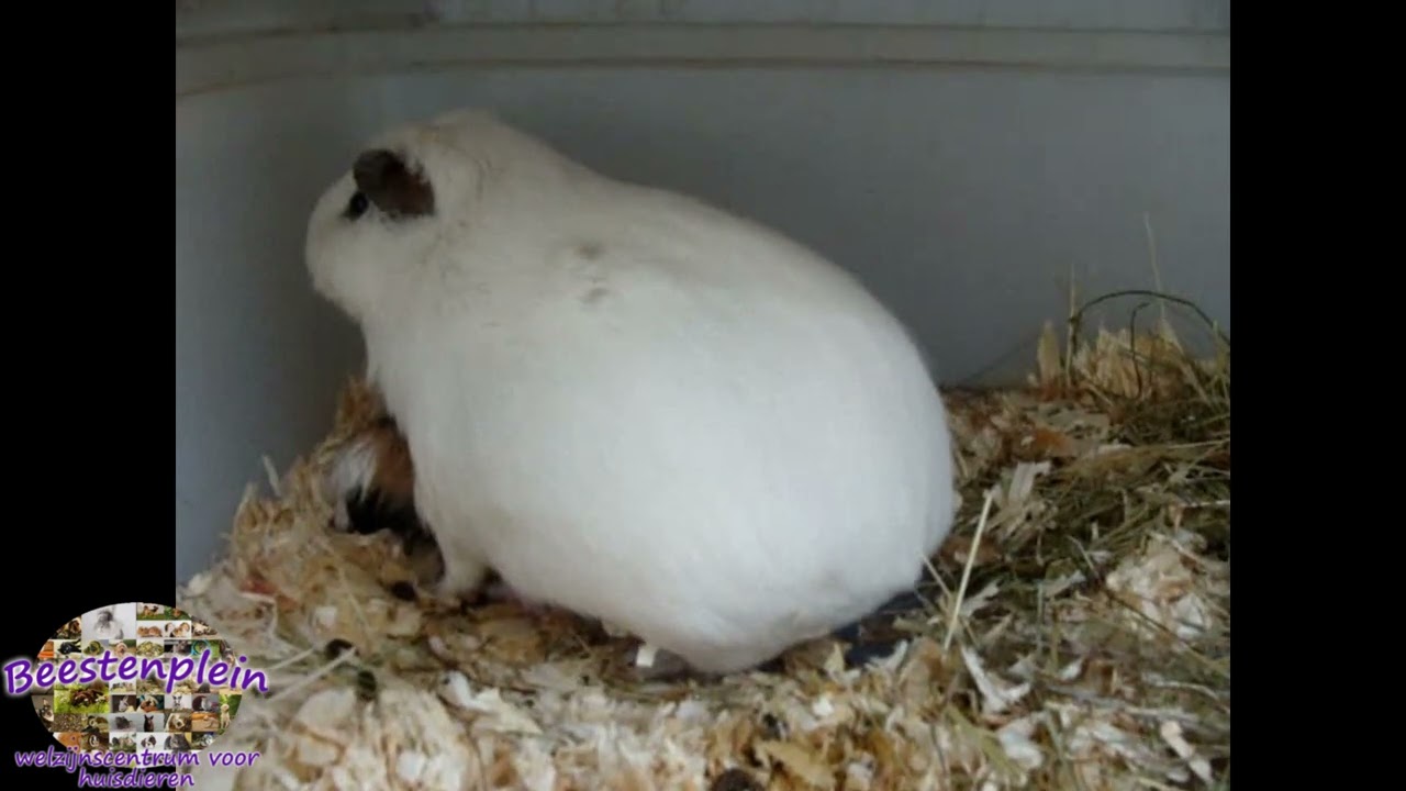 Guinea pig giving birth