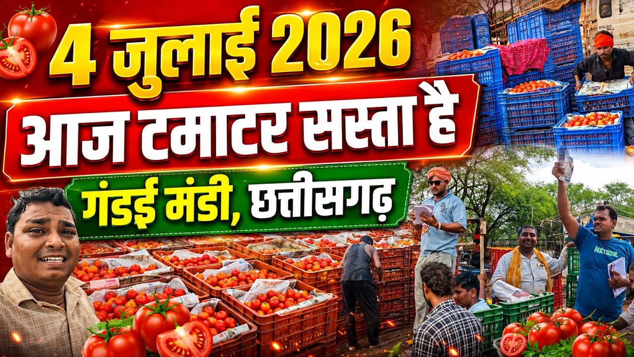4 July 2026 आज टमाटर सस्ता है टमाटर का कोई लेना वाला नहीं है Rohansabjiwala #cg #farming #food 