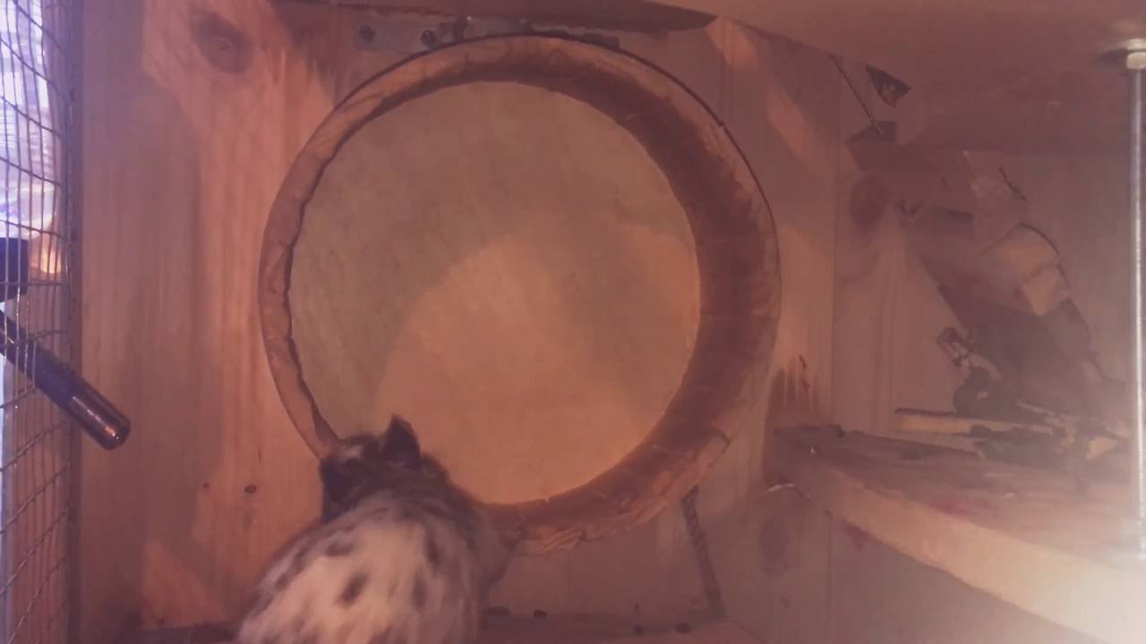 Octodon Degu invented outside-the-wheel-running