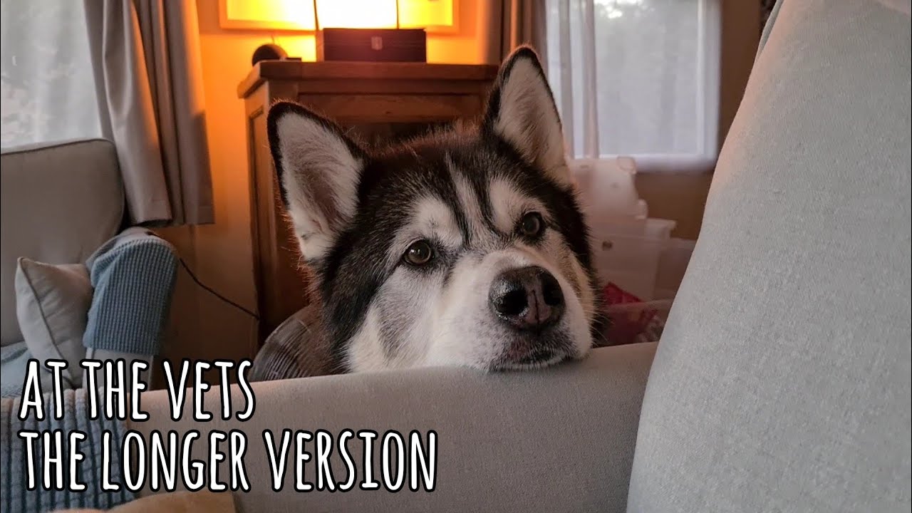 Taking my Husky to the vets | The worry, The relief and the Following Day