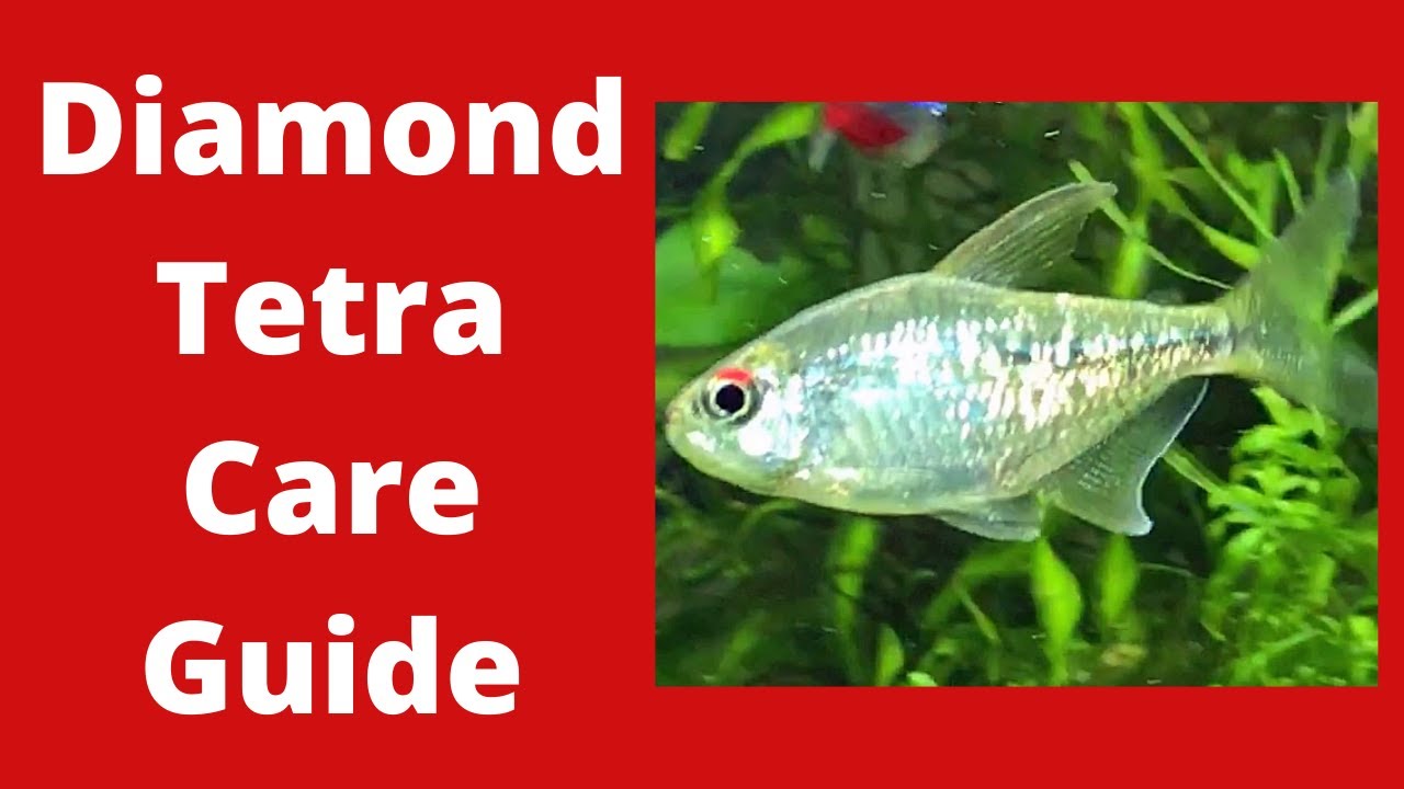 Руководство по уходу за Diamond Tetra