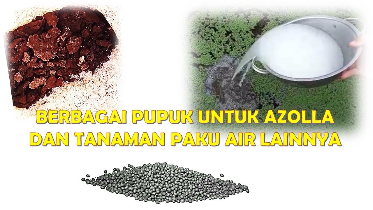 Pupuk untuk #Azolla #Wolffia #Lemna #Duckweed | Alternatif Pupuk Tanaman Paku Air