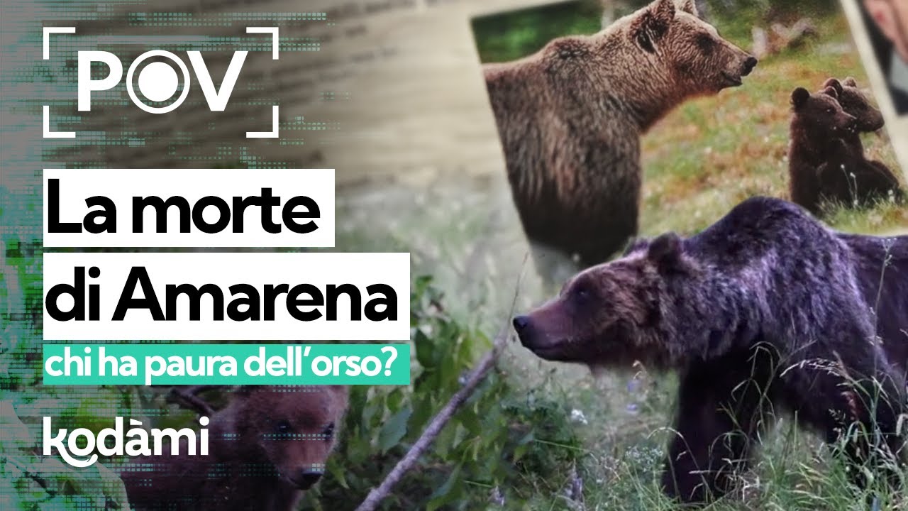 Dopo la morte di Amarena, chi ha davvero paura degli orsi?