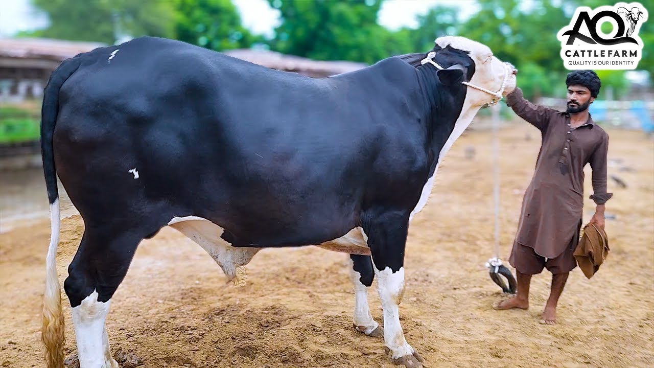 1.5 Months Main Koi Farq Aya? AQ Cattle Farm