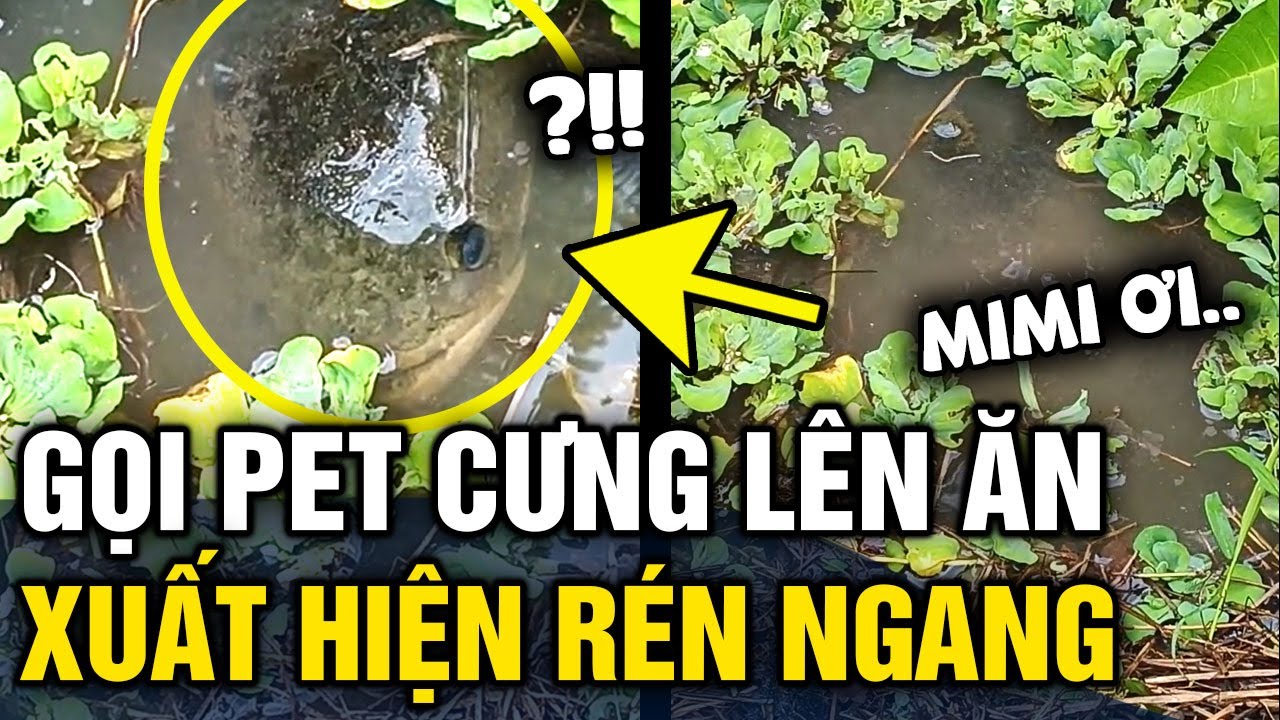 Cô gái đăng clip GỌI PET CƯNG lên ăn sáng, đến lúc xuất hiện khiến ai nấy RÉN NGANG | Tin 3 Phút