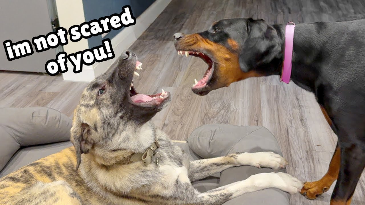 Can this Doberman become Friends with a Big Rescue?