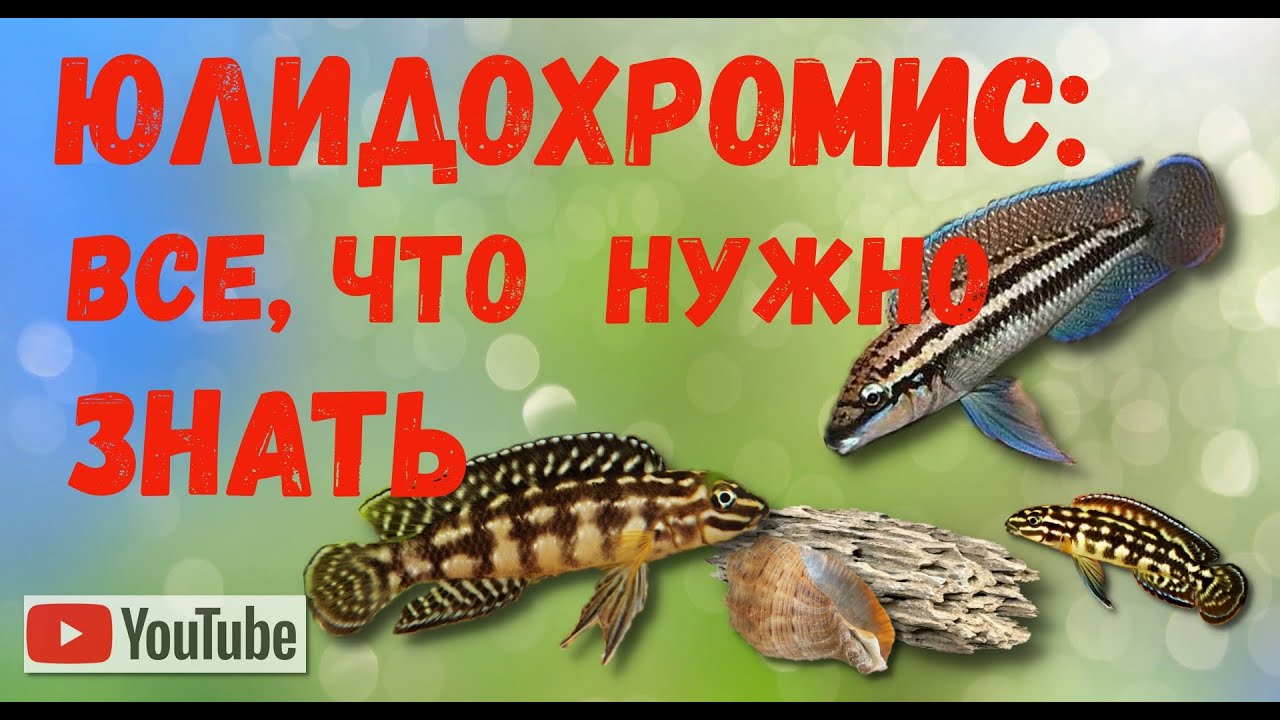 Юлідохроміси: повний гід по цихлідах-зебрах | Julidochromis: Complete Care Guide