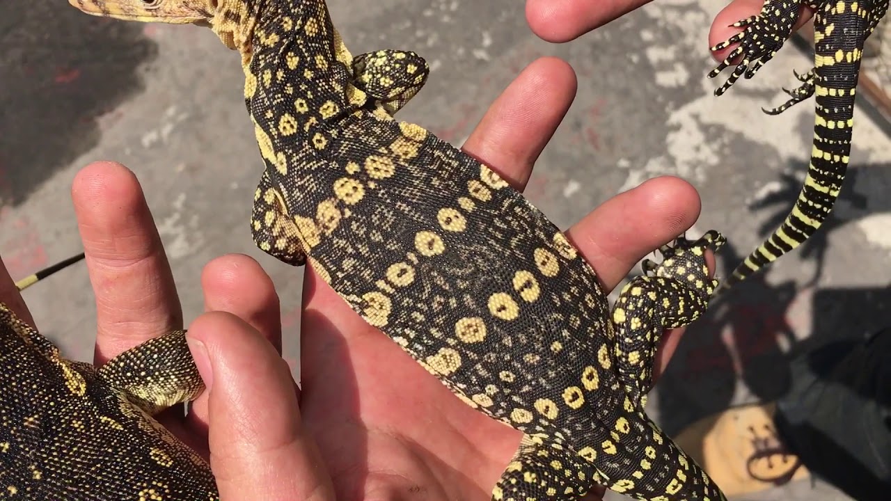 Varanos Salvator CBBMX!!!! 3 diferentes puestas nacidas con nosotros!!!