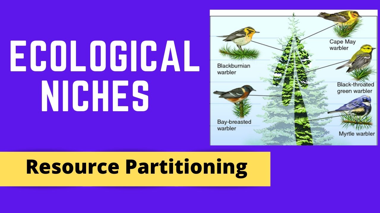 FUNDAMENTAL AND REALIZED NICHES, COMPETITIVE EXCLUSION & RESOURCE PARTITIONING