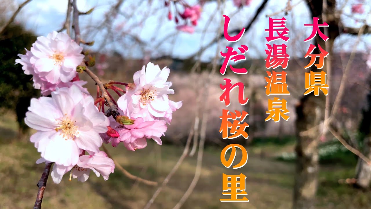 大分県竹田市「長湯温泉しだれ桜の里」