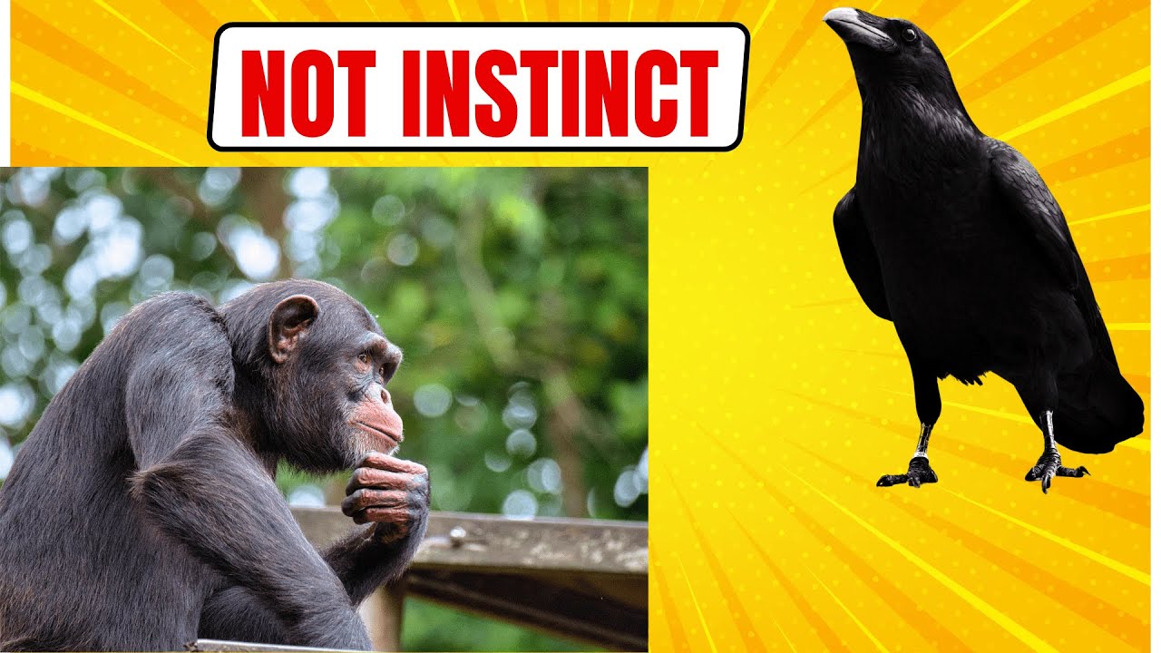 The Animal Mind: The Invisible Intelligence Science Ignored for Decades